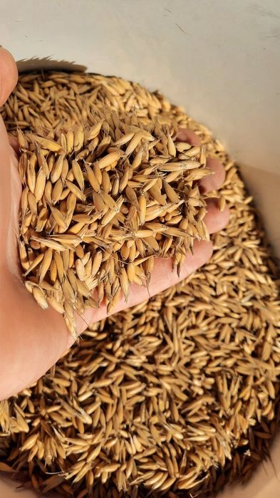 Owies  odmiana bingo