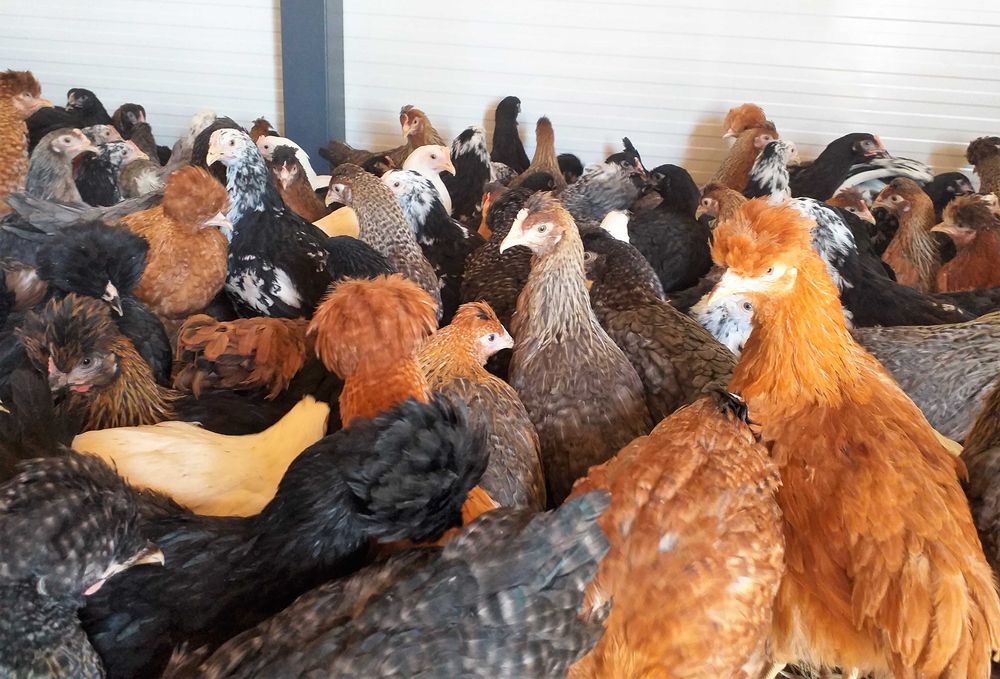 Kury nioski,wszystkie kolory+czubatki,tęczówki,green shell