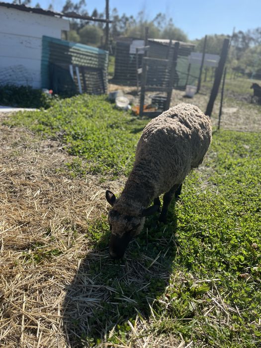 Carneiro disponivel