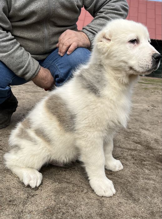 Owczarek Środkowoazjatycki