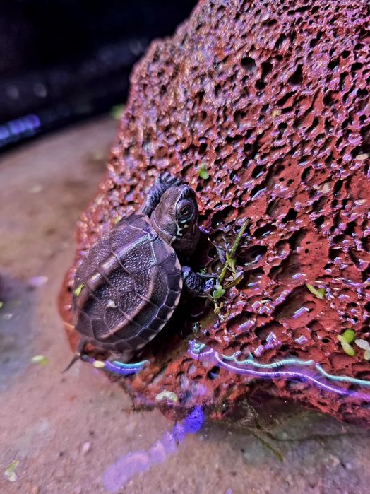 Żółw chiński (mauremys reevesii) wodno-lądowy