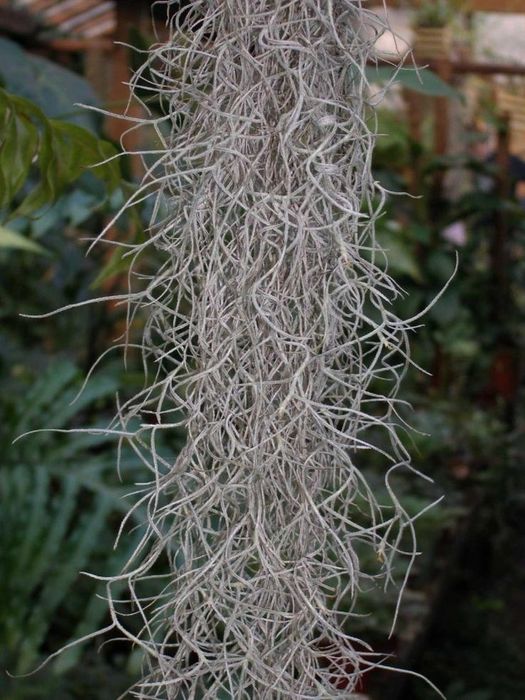 Тілландсія Усневидная