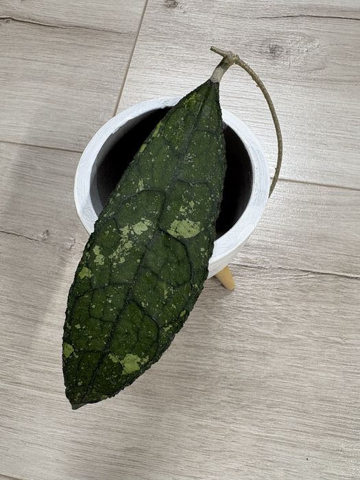 Hoja Clemensiorum Splash