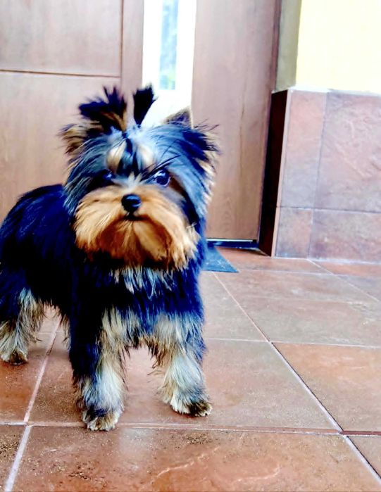 York , Yorki -  Śliczna suczka  Yorkshire Terrier  ZKwP   FCI .