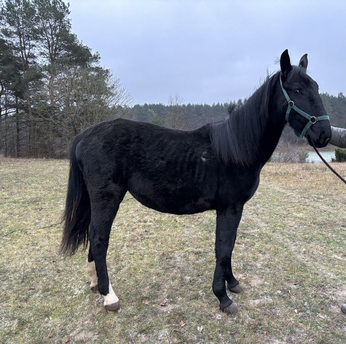 Sprzedam klacz śląska