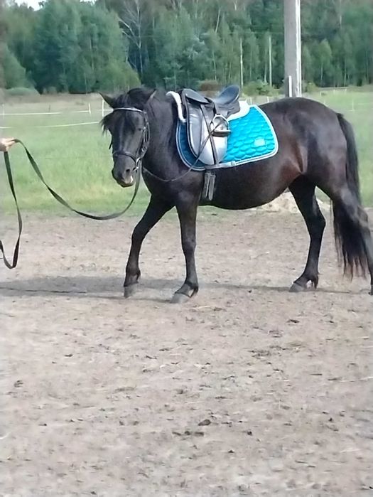 Zajeżdżanie mlodych koni