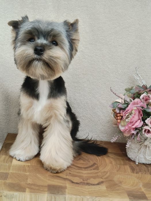 Замечательный Мальчишка йорк