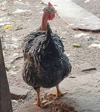 Galinhas Carecas de Carne já em postura e Frangas carecas