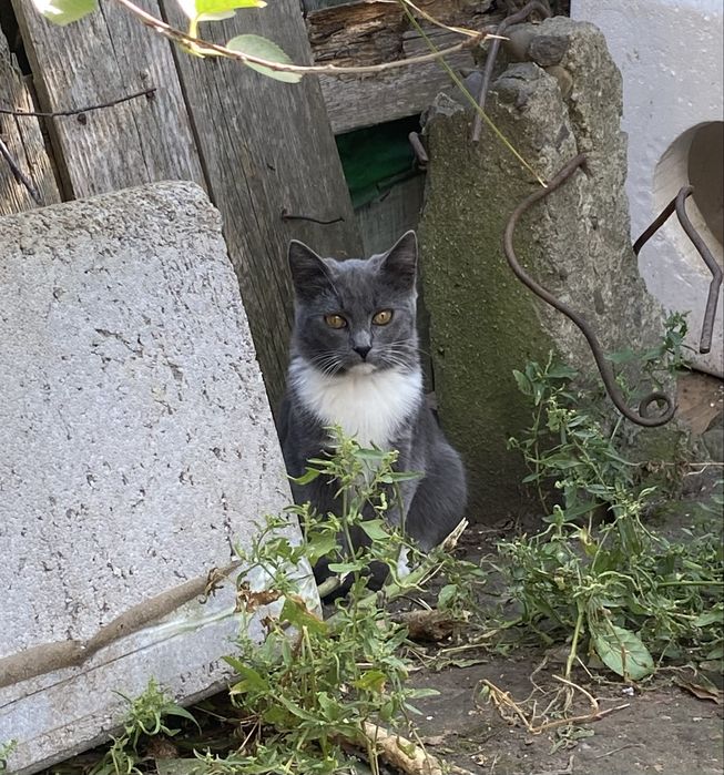 Шукаємо сімʼю для кошеня