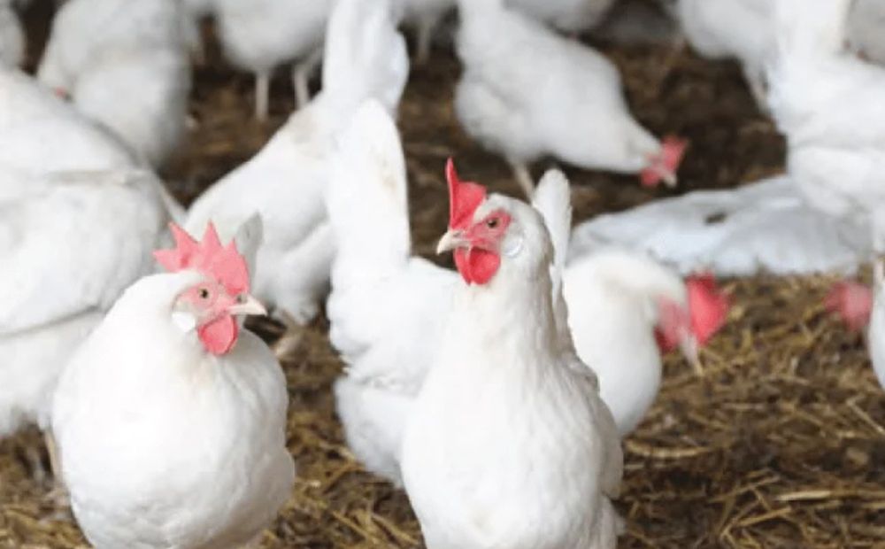 Кури по 120грн несушки