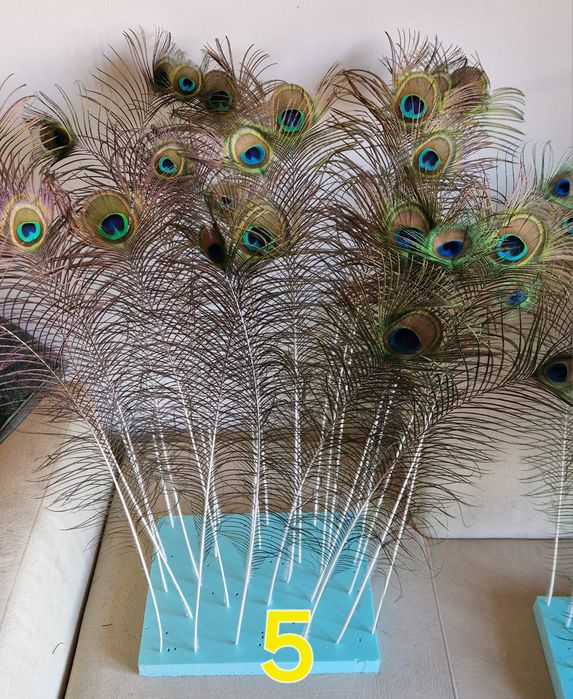 Penas de pavão azul