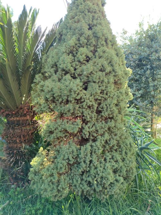 Pinheiro para jardim