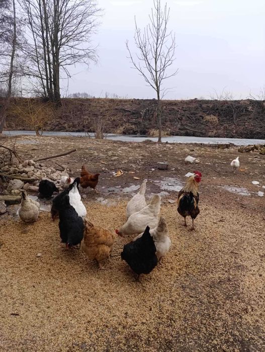 Kurze jaja 100szt co weekend