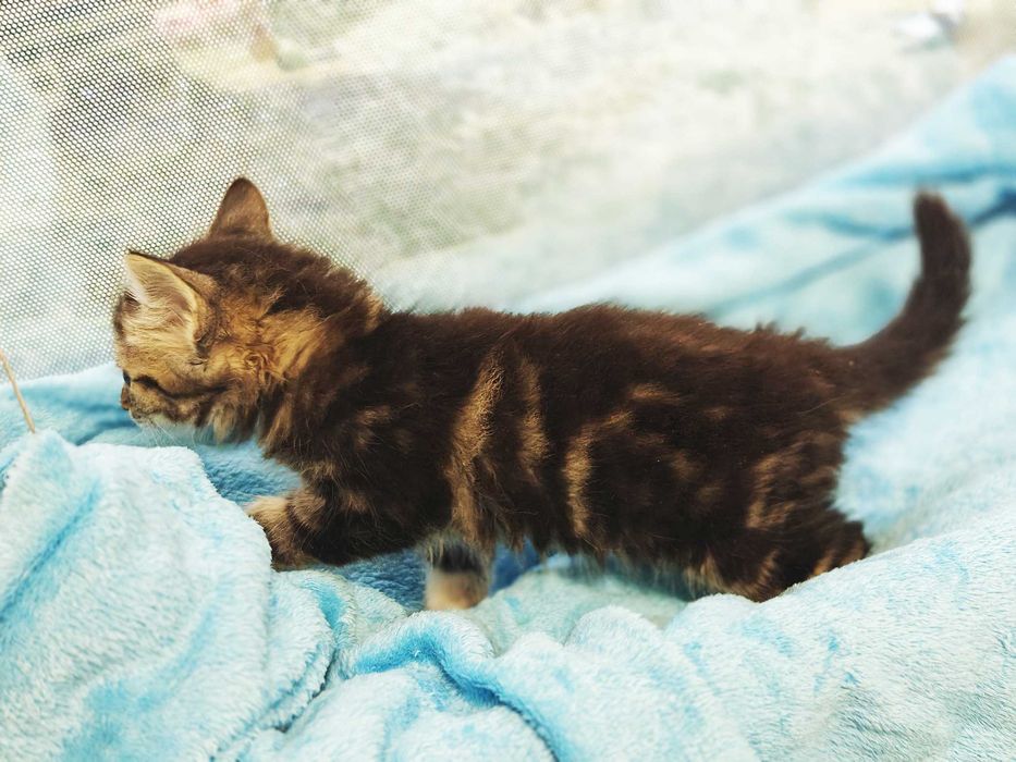 Шикарне кошеня Лялік (2 міс) в пошуках домівки! Кіт, кішка, котик