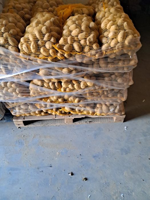 Ziemniaki jadalne Soraya