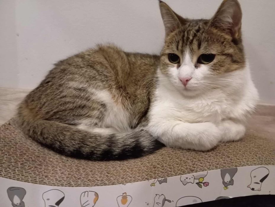 Piękna kotka Prosecco