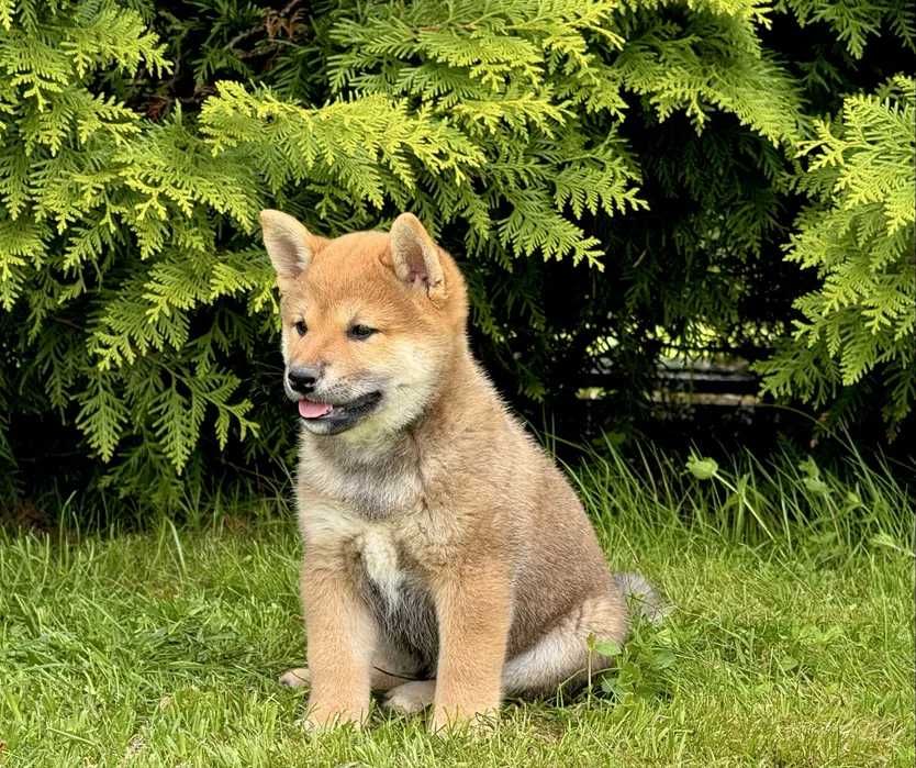 Shiba inu dsponivel