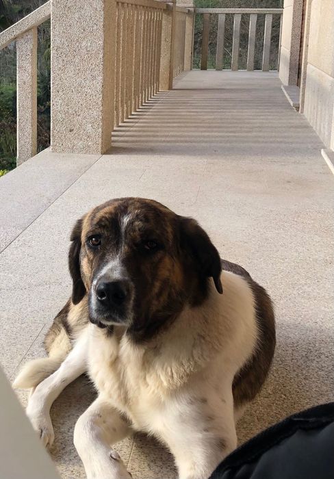 Cão de gado transmontano