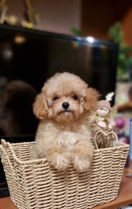 Гарної Якості Хлопчик Міні Мальтиму F2