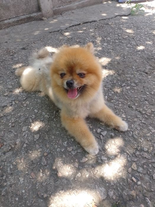 Шикарний розвязаний красавчик, померанський шпіц, соболінного окрасу,