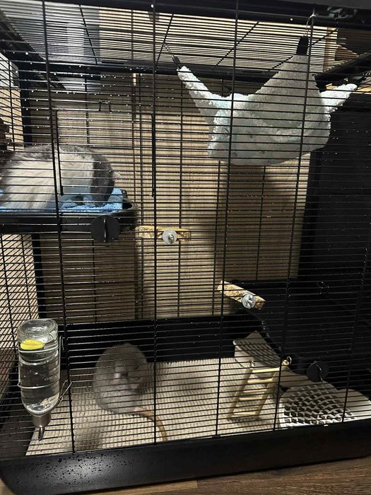 Sprzedam szczury z klatką i wyposażeniem