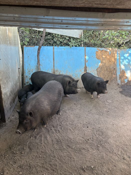Porcos Vietnamitas criados em casa