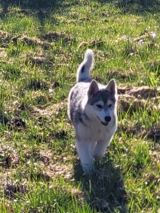 Szczeniak  suczka siberian husky zkwp