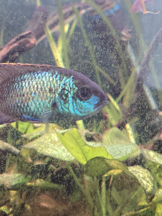 Akara Electric Blue 2 szt.