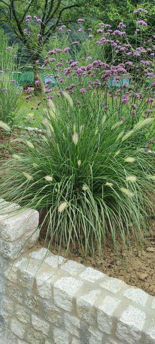 Rozplenica japońska Hameln