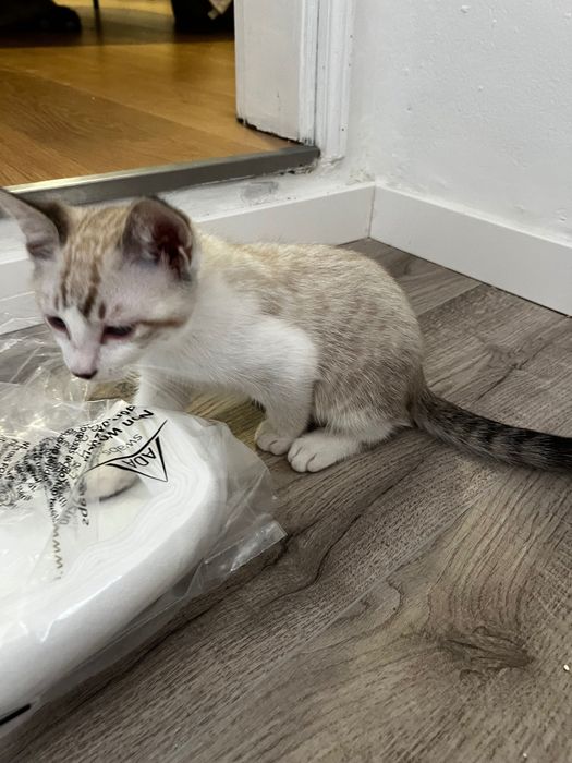 Gato para Adoção