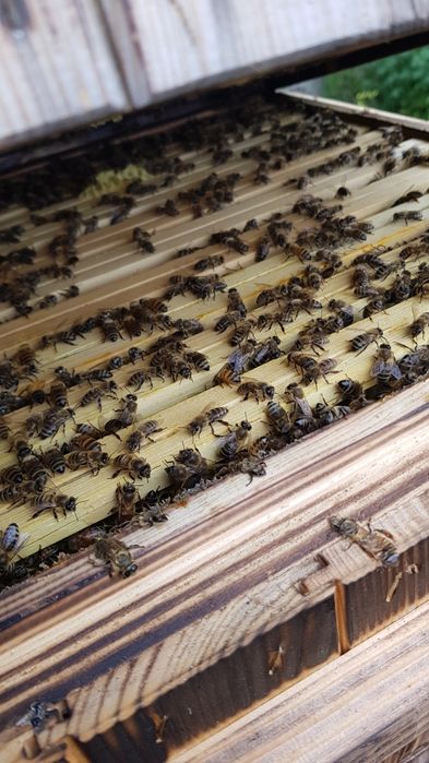 PSZCZOŁY/Odkłady pszczele