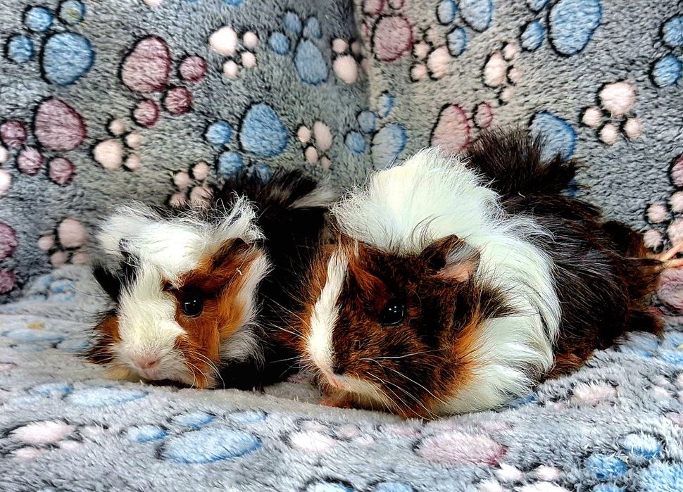 Cavia domowa świnki morskie samiczki peruwianki.