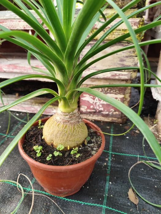 Pata de Elefante (Beaucarnea recurvata) - planta em vaso