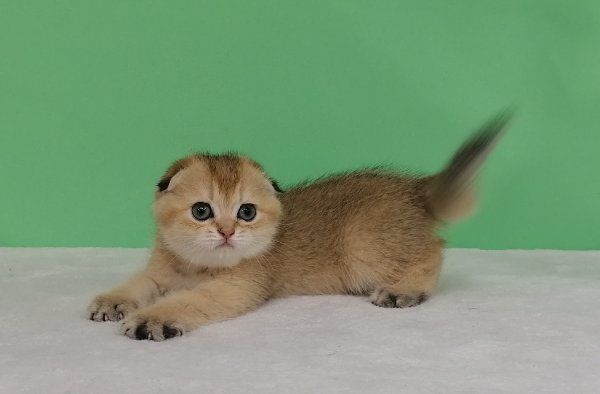 Золотая красоточка Зирка