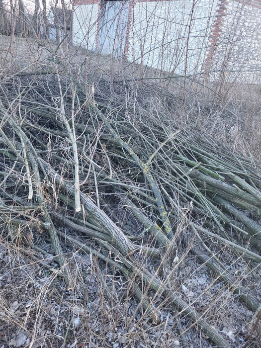 Oddam gałęzie za darmo