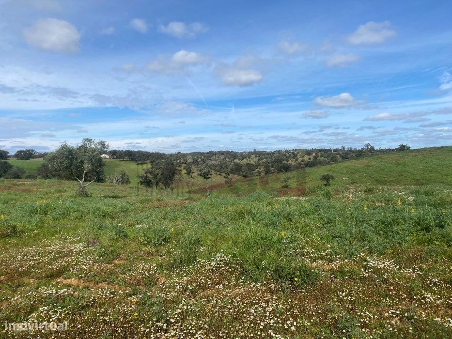 Terreno Rustico com Olival em Vila Nova de São Bento - Serpa