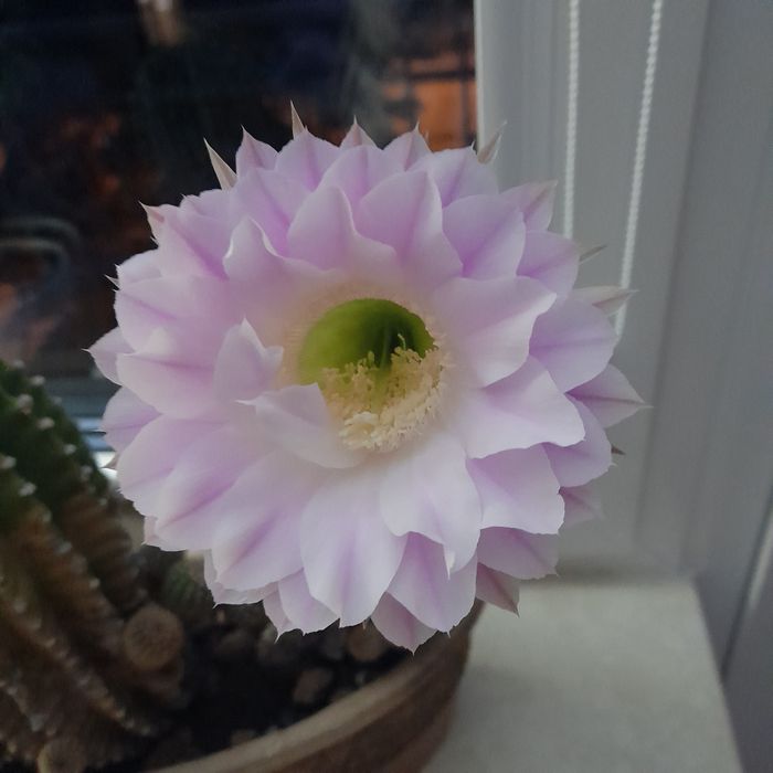 Kaktus kwitnący, duże kwiaty