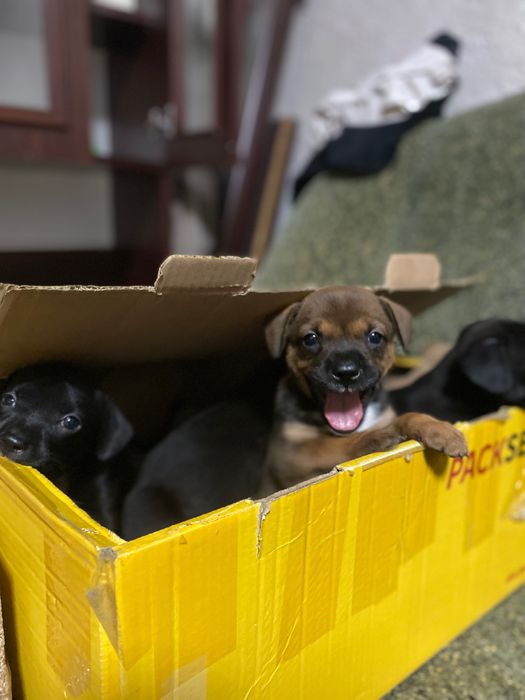 песики тільки у гарні руки
