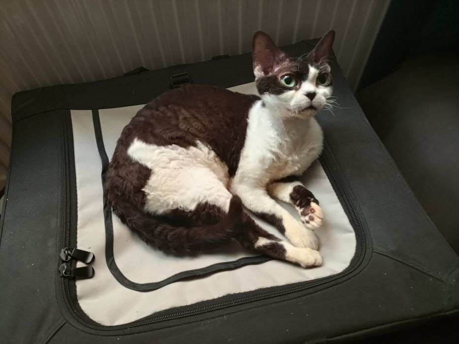 Dziewczynka rasy Devon Rex