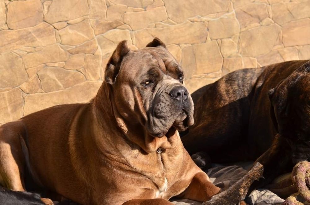 Cane Corso szczenię