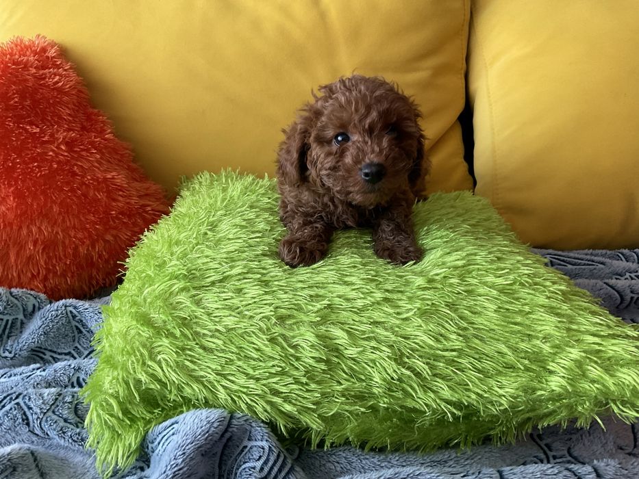 Pudel Toy Red-Szczeniaczek