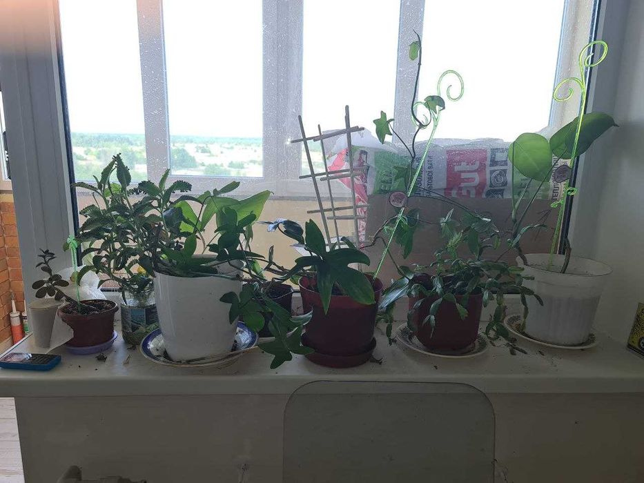 Комнатные растения меняю на еду или продам