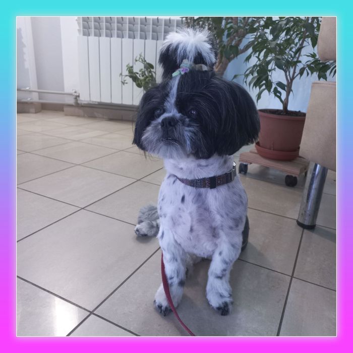 Услуги груминга, стрижка собак и котов (Клочко-6)