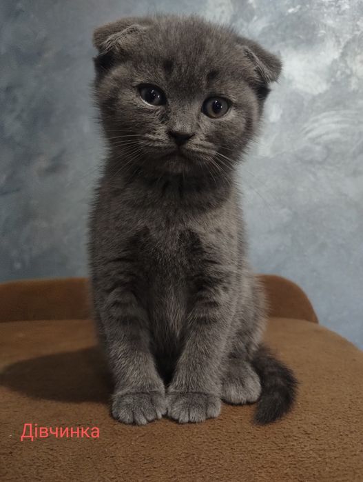 Британські кошенята