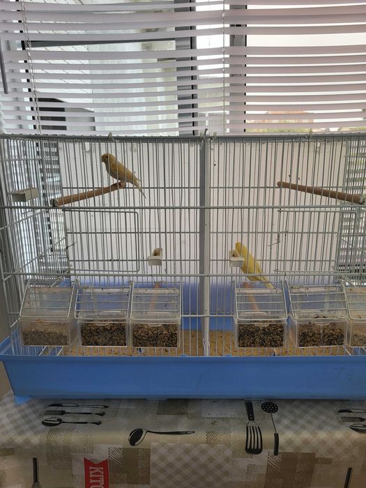 Viveiro duplo com 1 casal de canarios