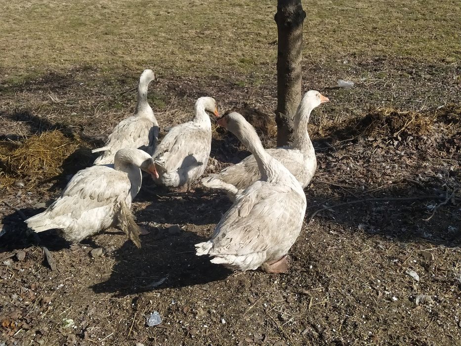 Sprzedam Gęsi białe