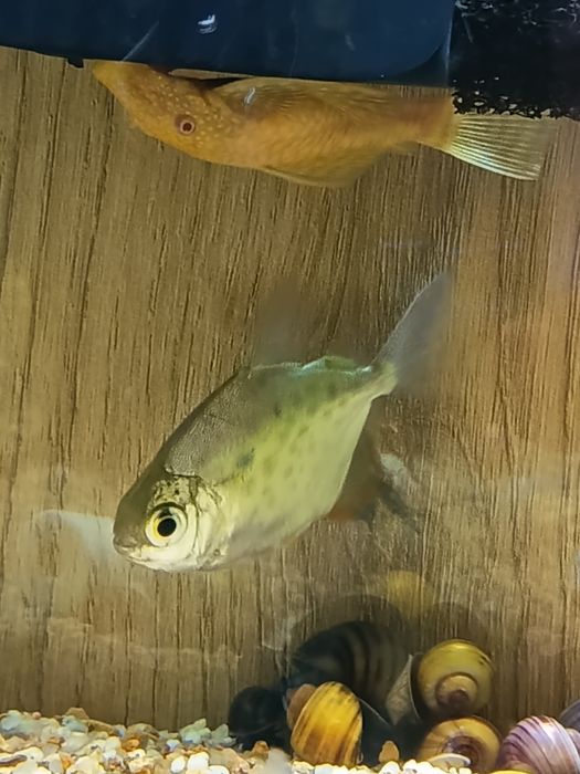 Vendo metynnis hypsauchen, Pacu 8€ cada