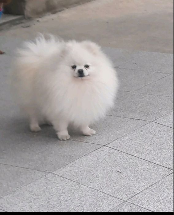 Мальчик ждёт невесту