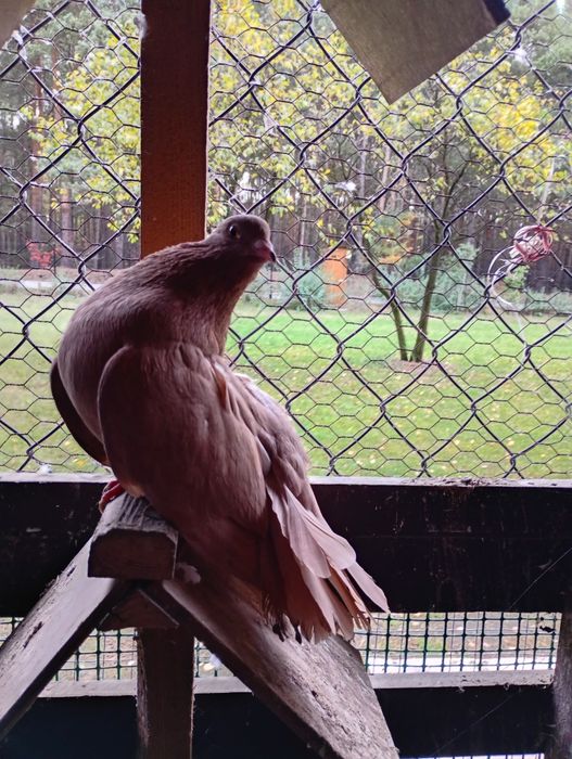 Sprzedam samice gołębia pawia