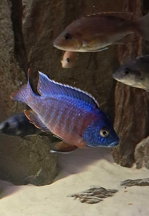 pyszczaki sprzedaż/zamiana